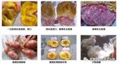 雞腺胃炎跟腸道混感?。夹g(shù)指導(dǎo)）