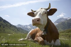 肥牛養(yǎng)殖過程中存在的問題，以及解決的方法。